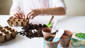 A beginner&rsquo;s guide to sowing seeds indoors