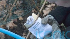 Must-do gardening jobs for February