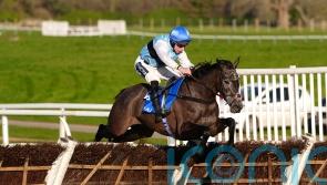 Tenter Le Tout to try Triumph company at Cheltenham