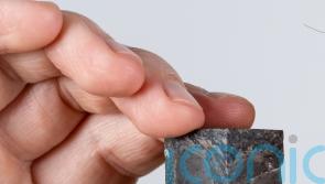 Fossil of dead-end branch of life which became extinct to go on display