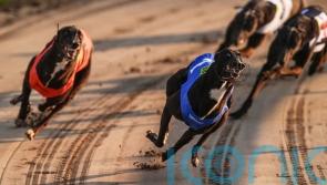 Committee backs greyhound racing ban as members dissent