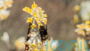 How to create the most fragrant winter garden in a small space