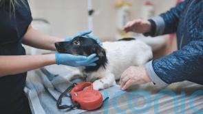 Vets will have to publish price lists under reforms to improve &lsquo;transparency&rsquo;