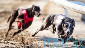 MSPs urged to back greyhound racing ban and &lsquo;put paws before profits&rsquo;