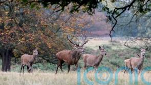 The lynx effect: smell of predators enough to curb deer browsing, study finds