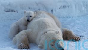Svalbard&rsquo;s polar bears keep body condition despite rapid ice loss, study finds