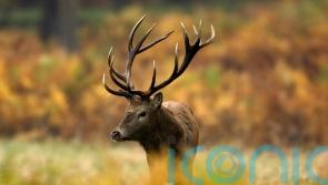 MSPs pass new Bill that shows Holyrood &lsquo;stands on the side of nature&rsquo;