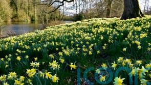 Brilliant daffodil gardens to visit in spring