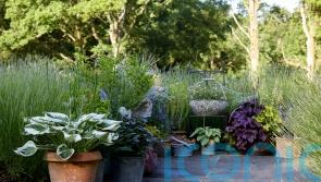 Money-saving tips and tricks with container gardening