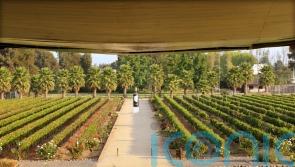 6 superb South American wines to swoon over