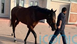 Quddwah primed for Abu Dhabi debut