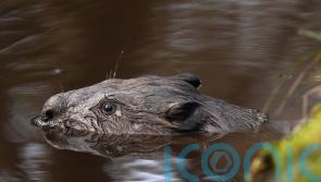 Beavers to be released at two sites in South West