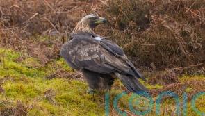 Police investigate after golden eagle found with shotgun injuries
