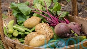 Plan ahead for grow-your-own veg all year round