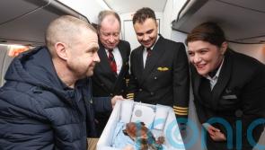 Rescued turtle swept away by storm given VIP treatment on flight