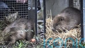 Beavers released at two sites in Somerset to help restore river and wetland