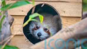 Hand-reared endangered red panda cub takes first steps in new habitat