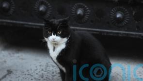 Former Foreign Office chief mouser Palmerston dies in Bermuda