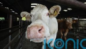 Pessimism holding back farmers from implementing bovine TB measures &ndash; study