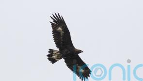 Golden eagles face &lsquo;unacceptable risk&rsquo; from wind turbine plans, charity says