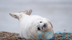 Record number of grey seal pups born at ex-military weapons testing site