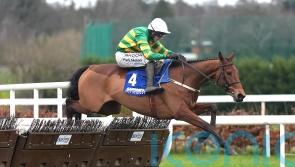 Ante-post favourite Narciso Has to miss Triumph Hurdle