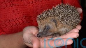 Why you shouldn&rsquo;t pick up hedgehogs