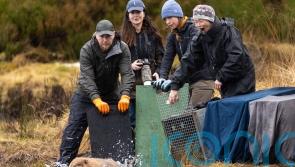 More beavers released in Highland glen in &lsquo;wildlife success story&rsquo;