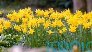 Warmer weather set to bring &lsquo;welcome explosion&rsquo; of spring colour, RHS says