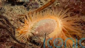 Shellfish population recovers after Highland loch given protected status