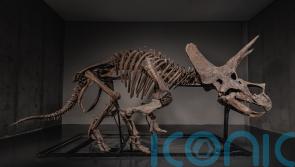 Triceratops skeleton up for auction as dinosaur market soars