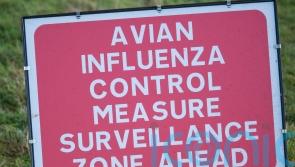 Disease controls imposed as suspected bird flu case flagged in Omagh