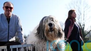 In Pictures: Pawsitively fetching display as dogs arrive for day one at Crufts