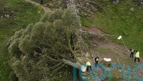 Sycamore Gap sapling planted at eastern end of Hadrian&rsquo;s Wall
