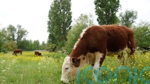 Call for information as UK &lsquo;moves closer&rsquo; to agreement with EU on agrifood trade