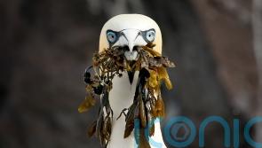 Activists protest outside Holyrood as guga hunt petition reaches 100,000 names