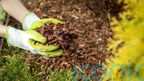 Which mulch should you be using for your garden?