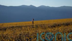 Death Valley superbloom brings once-in-a-decade blossoming of wildflowers