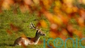 UK wildlife to replace historical figures on next series of banknotes