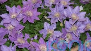The beauty of dwarf clematis for the smaller garden