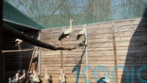 A&E for injured wild birds opens at Warsaw Zoo in Poland