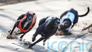 Holyrood to vote on ending greyhound racing a day after Wales passes ban