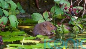 National Trust urges public to lobby politicians to reverse nature &lsquo;freefall&rsquo;