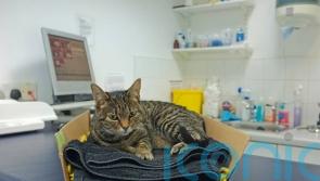 Vets to be legally required to publish price lists and cap prescription fees