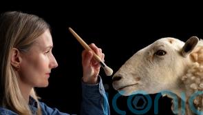 Cloned predecessor to Dolly the sheep goes on permanent show at museum