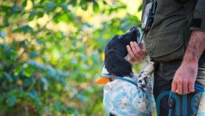 Scottish Greens to pledge ban on shock collars