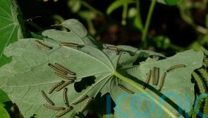 Why caterpillars shouldn&rsquo;t be viewed as garden pests