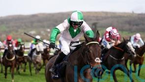 Wilful could be handed Grade One mission at Punchestown