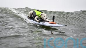 Sugar the surfing dog, first canine inducted into Surfers&rsquo; Hall of Fame, dies