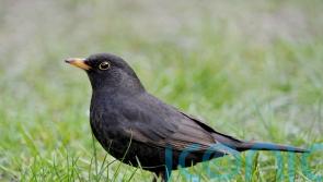 Virus with links to yellow fever discovered in Scotland for first time